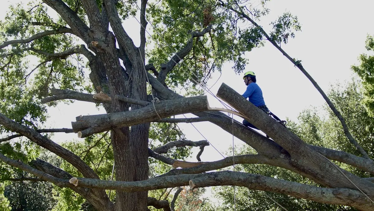 Professional Crown Thinning performed by certified arborists in Latta